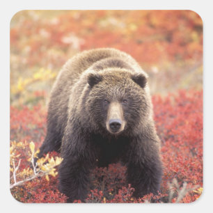 Pegatina Cuadrada EE. UU., Alaska, Parque Nacional Denali, osa grizz