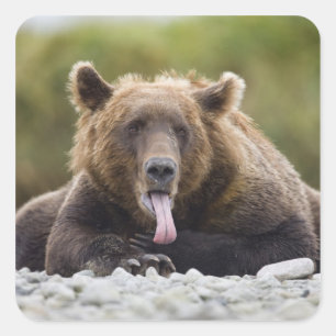 Pegatina Cuadrada EE. UU., Alaska, Parque Nacional Katmai, Bahía Kuk