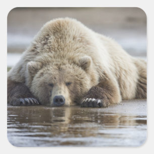 Pegatina Cuadrada EE. UU., Alaska, Parque Nacional Katmai, Oso Pardo