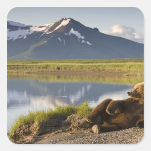 Pegatina Cuadrada EE. UU., Alaska, Parque Nacional Katmai, Osos pard