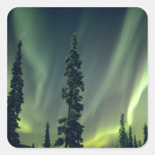 Pegatina Cuadrada EE. UU., área de Fairbanks, Alaska central, Aurora
