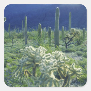 Pegatina Cuadrada EE. UU., Arizona, Monumento Nacional del Cactus de