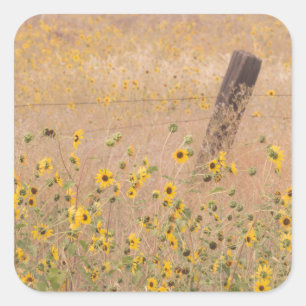 Pegatina Cuadrada EE.UU., California, Adin. Alambre de púas