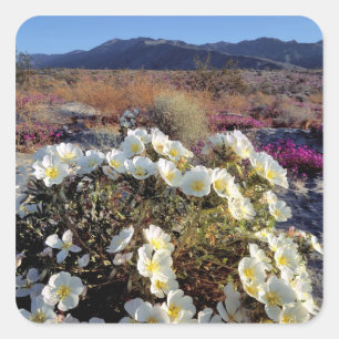 Pegatina Cuadrada EE. UU., California, Anza-Borrego DSP. Tarde de du