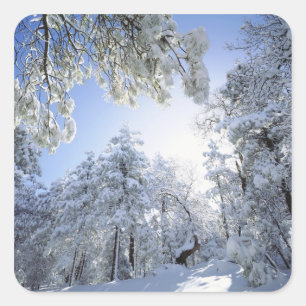 Pegatina Cuadrada EE.UU., California, Cleveland National Forest,