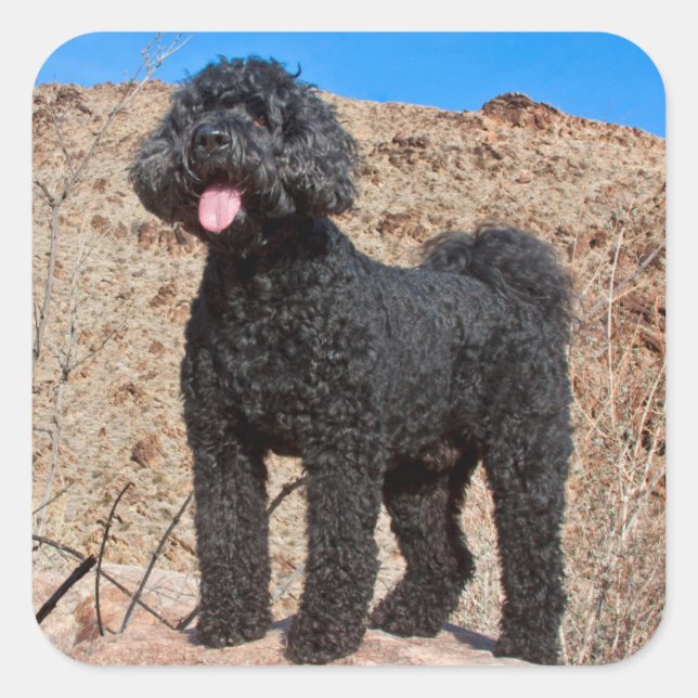 Pegatina Cuadrada EE. UU., California. Labradoodle de pie (Anverso)