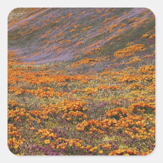 Pegatina Cuadrada EE. UU., California, Montañas Tehachapi, 2 (Anverso)