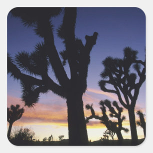 Pegatina Cuadrada EE.UU., California, Parque Nacional Joshua Tree,