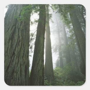 Pegatina Cuadrada EE.UU., California, Parque Nacional Redwood, 2