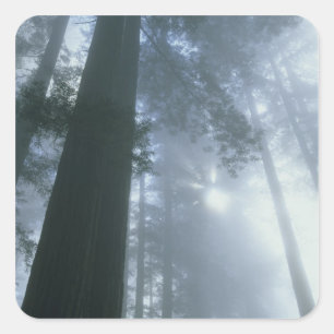 Pegatina Cuadrada EE. UU., California, Parque Nacional Redwood, Del