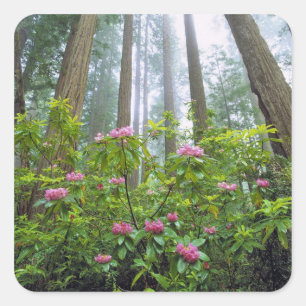 Pegatina Cuadrada EE. UU., California, Parque Nacional Redwood. Rhod