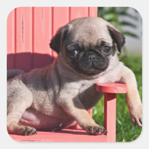 Pegatina Cuadrada EE. UU., California. Pug cachorro desplomado