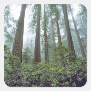 Pegatina Cuadrada EE. UU., California, Redwood NP. La niebla filtra 