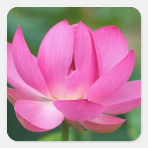 Pegatina Cuadrada EE.UU.; Carolina del Norte; Flor de Lotus