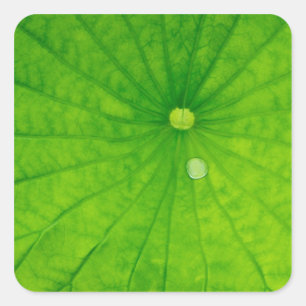 Pegatina Cuadrada EE.UU.; Carolina del Norte; Hoja de Lotus con gota