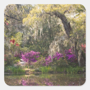 Pegatina Cuadrada EE. UU., Carolina del Sur, Charleston. Cipreses 2