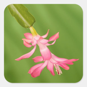 Pegatina Cuadrada EE. UU., Colorado, Lafayette. Cactus de Navidad