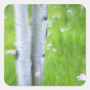 Pegatina Cuadrada EE. UU., Colorado, Lake City, Aspens y