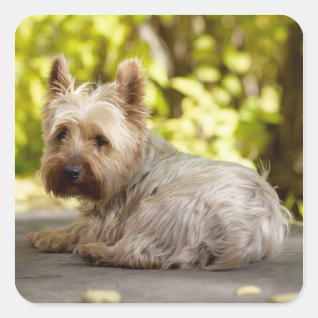 Pegatina Cuadrada EE.UU., Colorado, Yorkshire terrier y (Anverso)