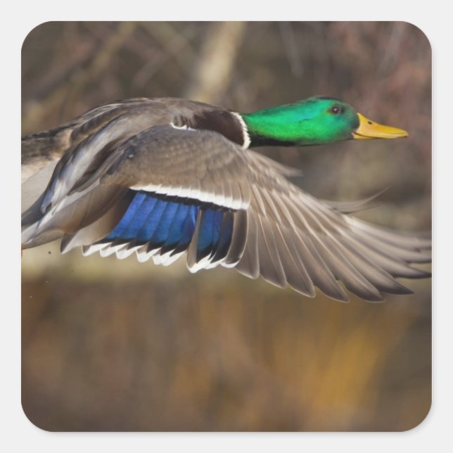 Pegatina Cuadrada EE. UU., Estado de Washington, Mallard, macho, vue (Anverso)