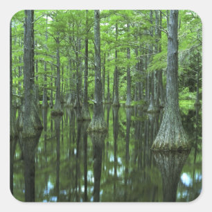 Pegatina Cuadrada EE. UU., Florida, Bosque Nacional Apalachicola, Ca