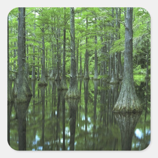 Pegatina Cuadrada EE. UU., Florida, Bosque Nacional Apalachicola, Ca (Anverso)