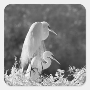 Pegatina Cuadrada EE. UU., Florida, Gran Garza (Ardea alba) infrarro