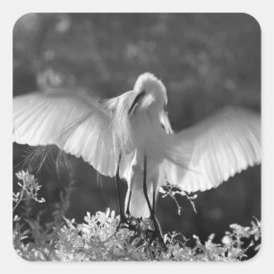 Pegatina Cuadrada EE. UU., Florida, Gran Garza (Ardea alba) infrarro
