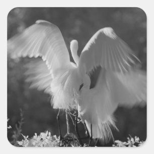 Pegatina Cuadrada EE. UU., Florida, Gran Garza Blanca (Ardea alba) i