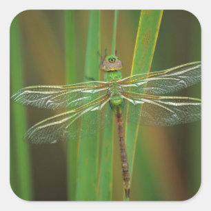 Pegatina Cuadrada EE. UU., Georgia. Libélula verde sobre cañas