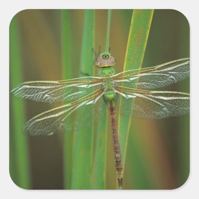 Pegatina Cuadrada EE. UU., Georgia. Libélula verde sobre cañas (Anverso)