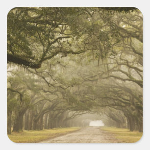 Pegatina Cuadrada EE. UU., Georgia, Savannah, Un camino bordeado de 