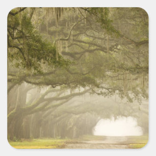 Pegatina Cuadrada EE.UU., Georgia, Savannah, un camino forrado de ro