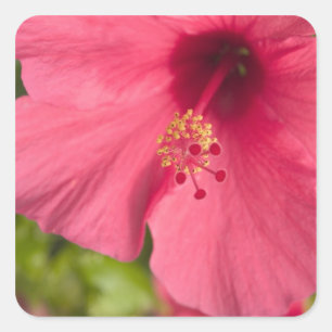 Pegatina Cuadrada EE. UU., Hawái, Kauai, Hibisco