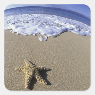 Pegatina Cuadrada EE. UU., Hawái, Maui, Makena Beach, Estrella de ma