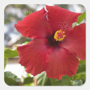 Pegatina Cuadrada EE. UU., Hawái, Oahu. El Hibisco es el
