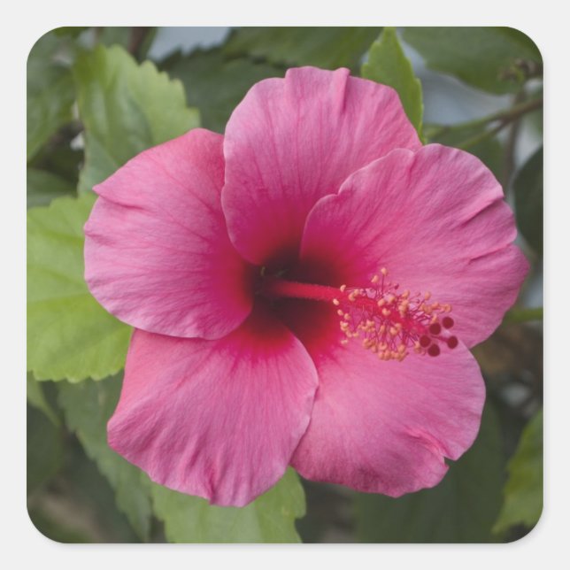 Pegatina Cuadrada EE. UU., Hawái, Oahu. La Hibiscus es la 2 (Anverso)