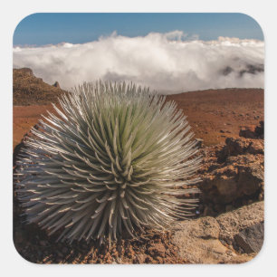 Pegatina Cuadrada EE.UU., Hawaii, Maui, Parque Nacional Haleakala