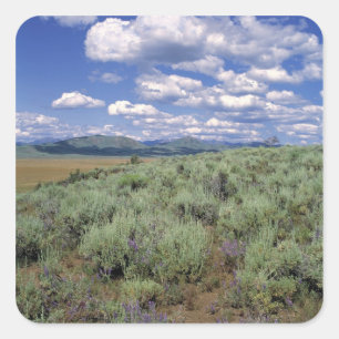Pegatina Cuadrada EE.UU., Idaho, Camas Co. Sagebrush y lupino