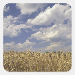 Pegatina Cuadrada EE.UU., Kentucky, Louisville. Cultivos de trigo y