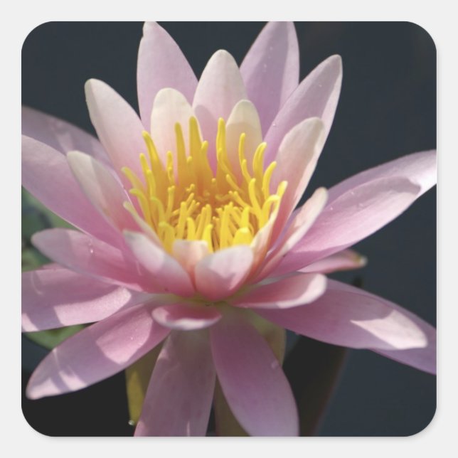 Pegatina Cuadrada EE.UU., Massachusetts, Great Barrington, lily pad (Anverso)