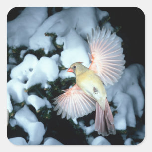 Pegatina Cuadrada EE. UU., Minnesota, Mendota Heights, Cardenal hemb