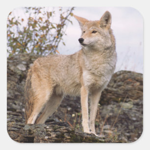 Pegatina Cuadrada EE. UU., Montana, Kalispell. Coyote en Triple D