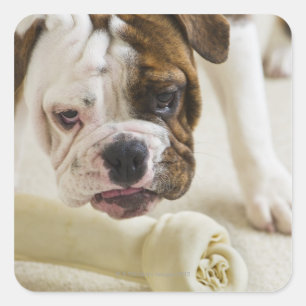 Pegatina Cuadrada EE.UU., Nueva Jersey, Jersey City, bulldog pequeño