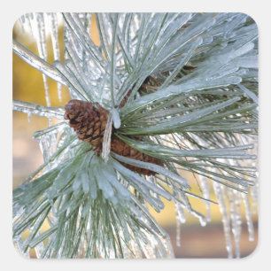Pegatina Cuadrada EE.UU., Oregón, Bend. Las agujas de pino Ponderos