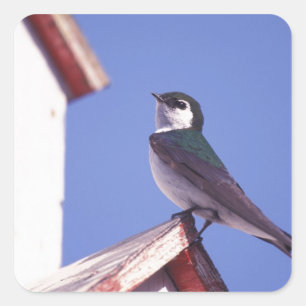 Pegatina Cuadrada EE. UU., Oregón. Golondrina Verde-Violeta Tachycin
