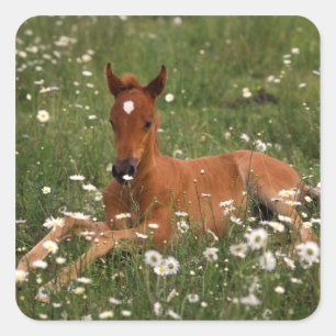 Pegatina Cuadrada EE.UU., Oregón, Pony árabe.
