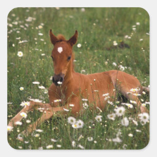 Pegatina Cuadrada EE.UU., Oregón, Pony árabe.