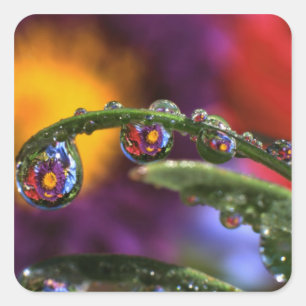 Pegatina Cuadrada EE.UU., Oregón, resumen de primer plano del púrpur