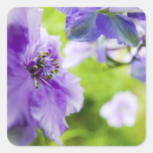 Pegatina Cuadrada EE.UU., Oregón, Willamette Valley, Larkspur Close